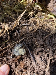 Limax maximus