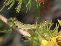 Heliothis