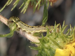 Heliothis