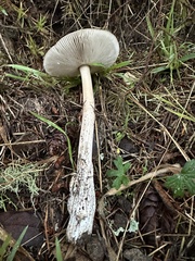 Amanita pachycolea