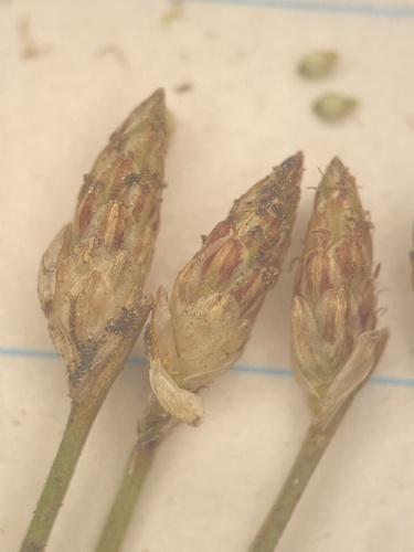 Eleocharis microcarpa var. microcarpa
