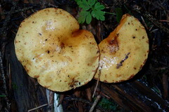 Pholiota lucifera