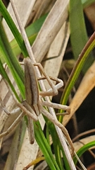Chiasmopes