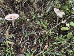 Amanita pachycolea