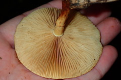 Pholiota lucifera