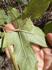 Phyllocnistis liquidambarisella