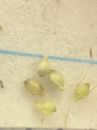 Eleocharis microcarpa image