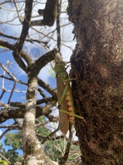 Tropidacris collaris