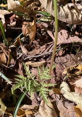 Sceptridium dissectum dissectum