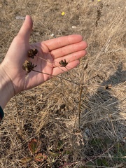 Lomatium nudicaule