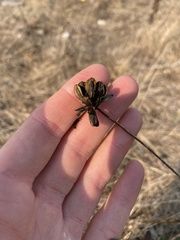 Lomatium nudicaule