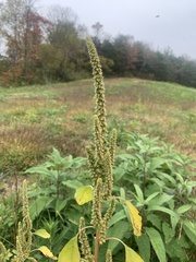 Amaranthus spinosus