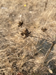 Lomatium nudicaule