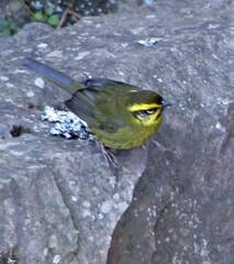 Atlapetes citrinellus