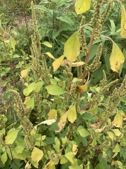 Amaranthus spinosus