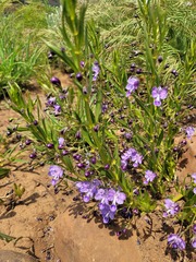 Rotheca hirsuta