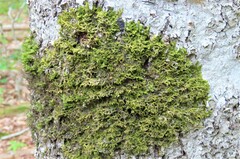 Porella platyphylla