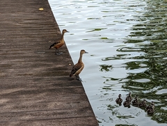 Dendrocygna javanica