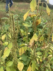Amaranthus spinosus