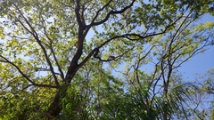 Alouatta caraya