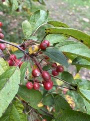 Malus