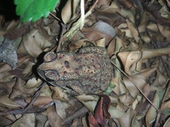Duttaphrynus melanostictus