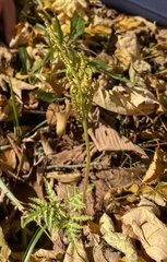 Sceptridium dissectum dissectum