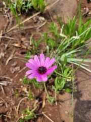 Dimorphotheca jucunda