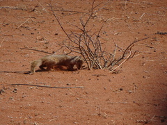 Cynictis penicillata