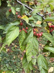 Malus