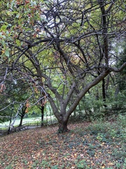 Malus