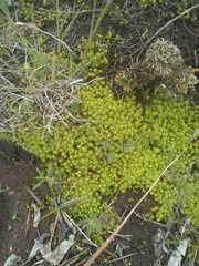 Tortella squarrosa