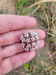 Asclepias densiflora