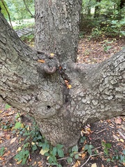 Malus