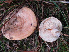 Lactarius chrysorrheus