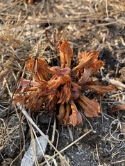 Aphyllon californicum