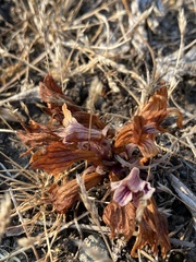 Aphyllon californicum