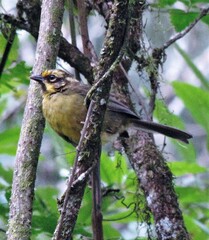 Atlapetes citrinellus
