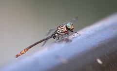 Stylurus plagiatus