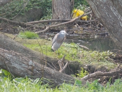 Egretta novaehollandiae novaehollandiae