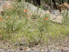 Sphaeralcea coccinea