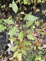 Acalypha gracilens