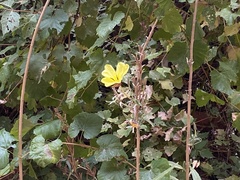 Oenothera longissima