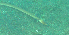 Ophichthus altipennis