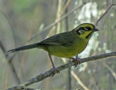 Atlapetes citrinellus