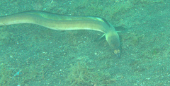Ophichthus altipennis