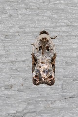 Acleris nivisellana