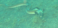 Ophichthus altipennis