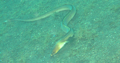 Ophichthus altipennis