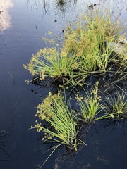 Cyperus haspan